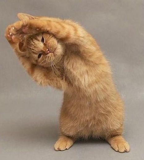 yoga-cat